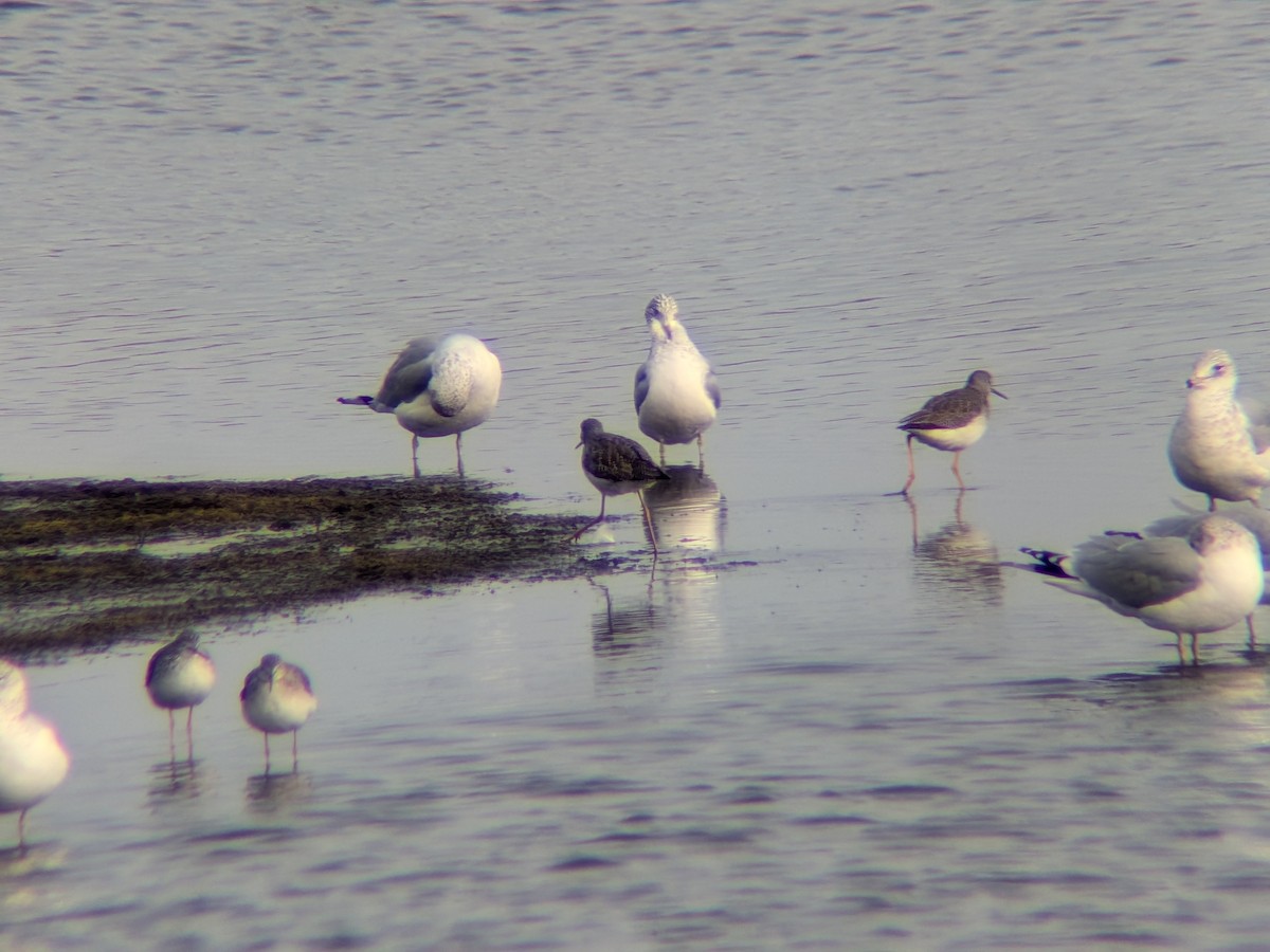 Greater Yellowlegs - ML646558637