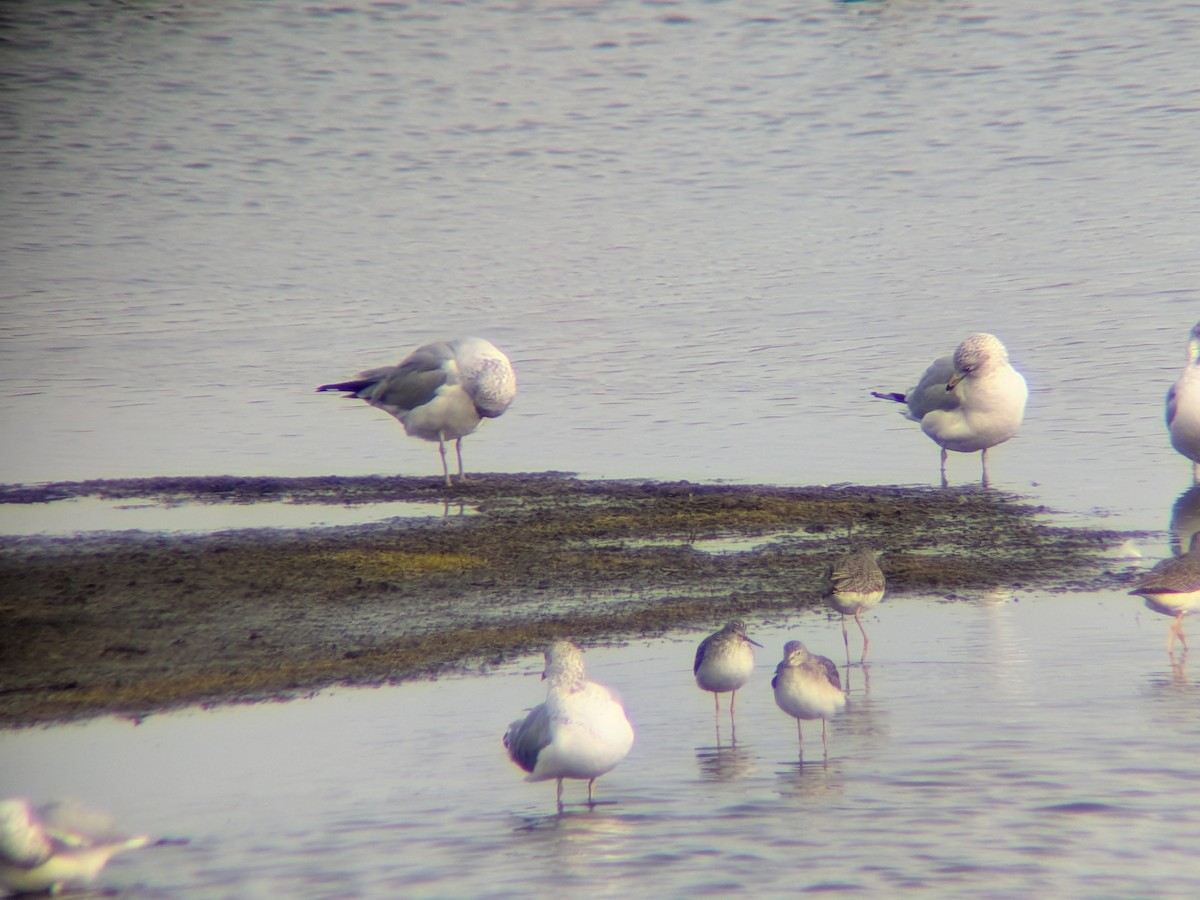 Greater Yellowlegs - ML646558639