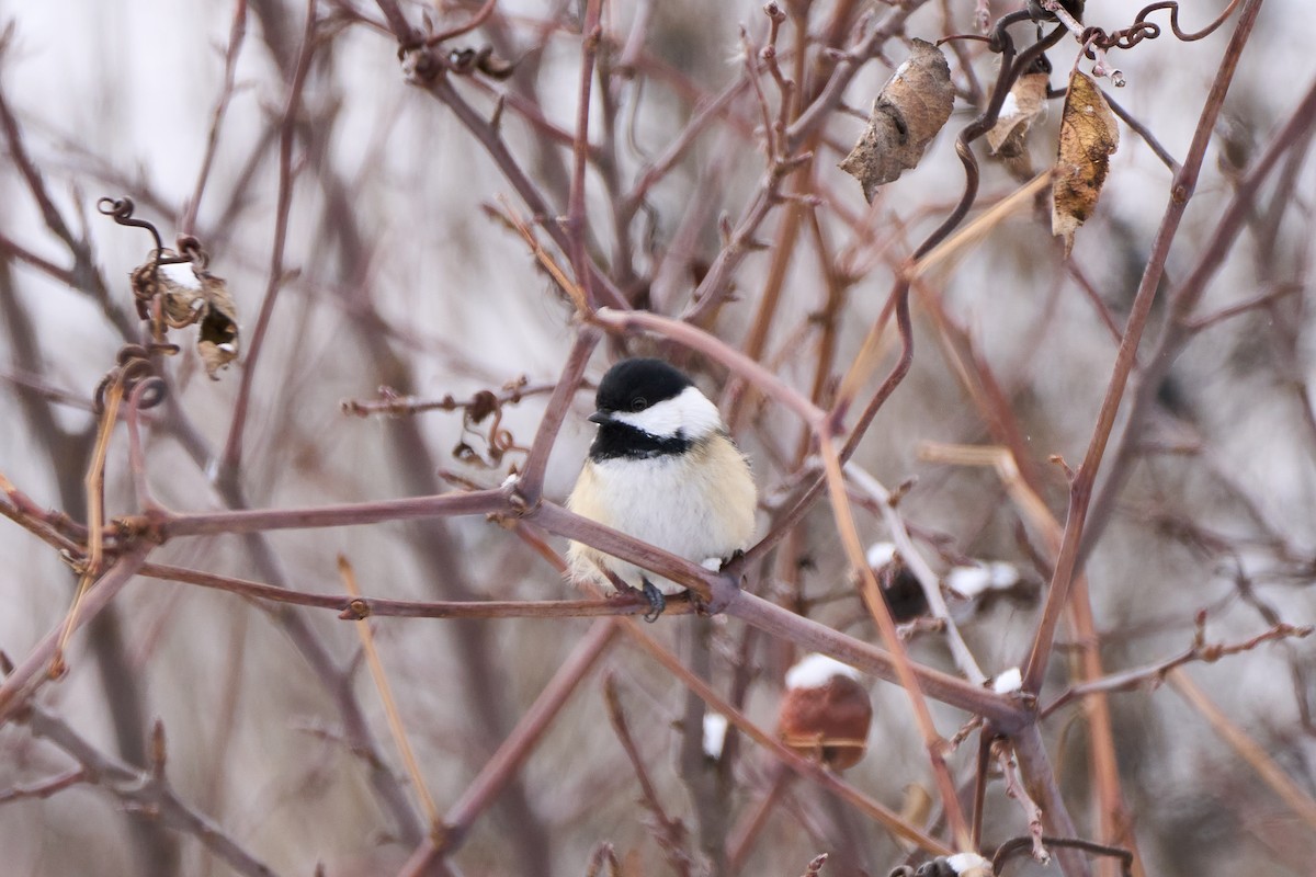 Black-capped Chickadee - ML646558640