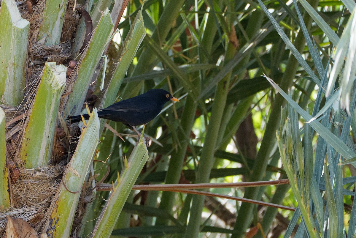 Eurasian Blackbird - ML646558641
