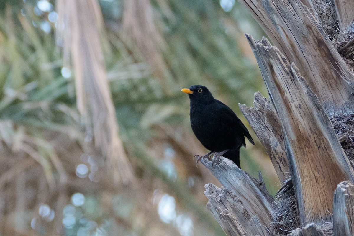 Eurasian Blackbird - ML646558642