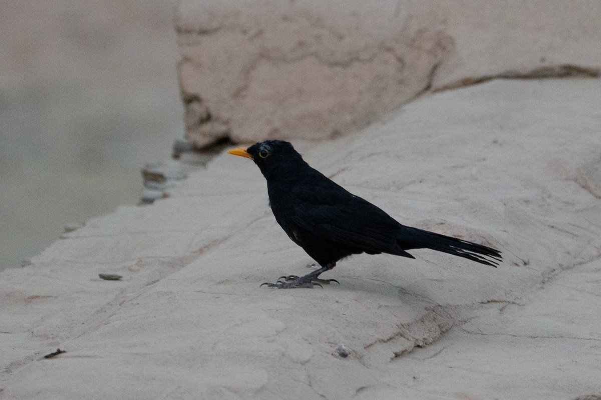 Eurasian Blackbird - ML646558643
