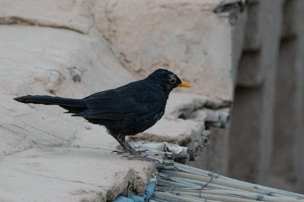 Eurasian Blackbird - ML646558644