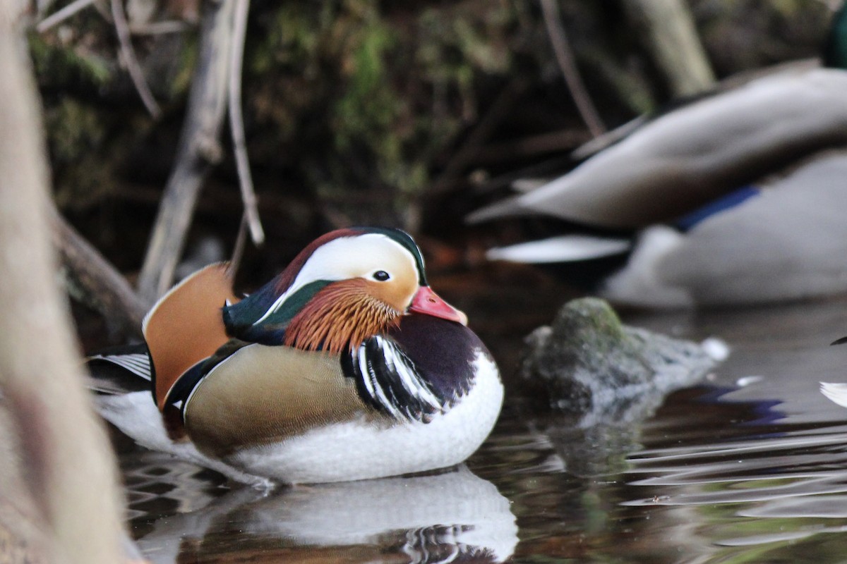 Mandarin Ördeği - ML646558645