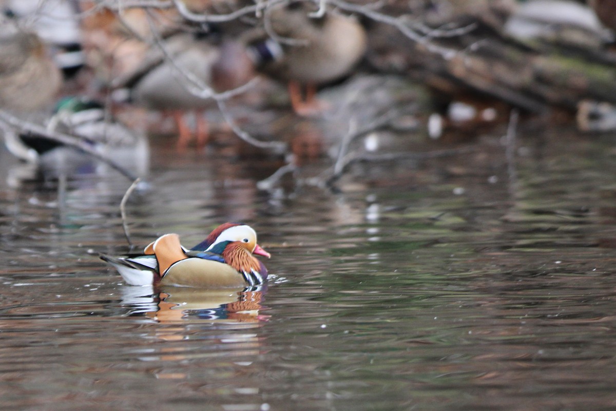 Mandarin Ördeği - ML646558646