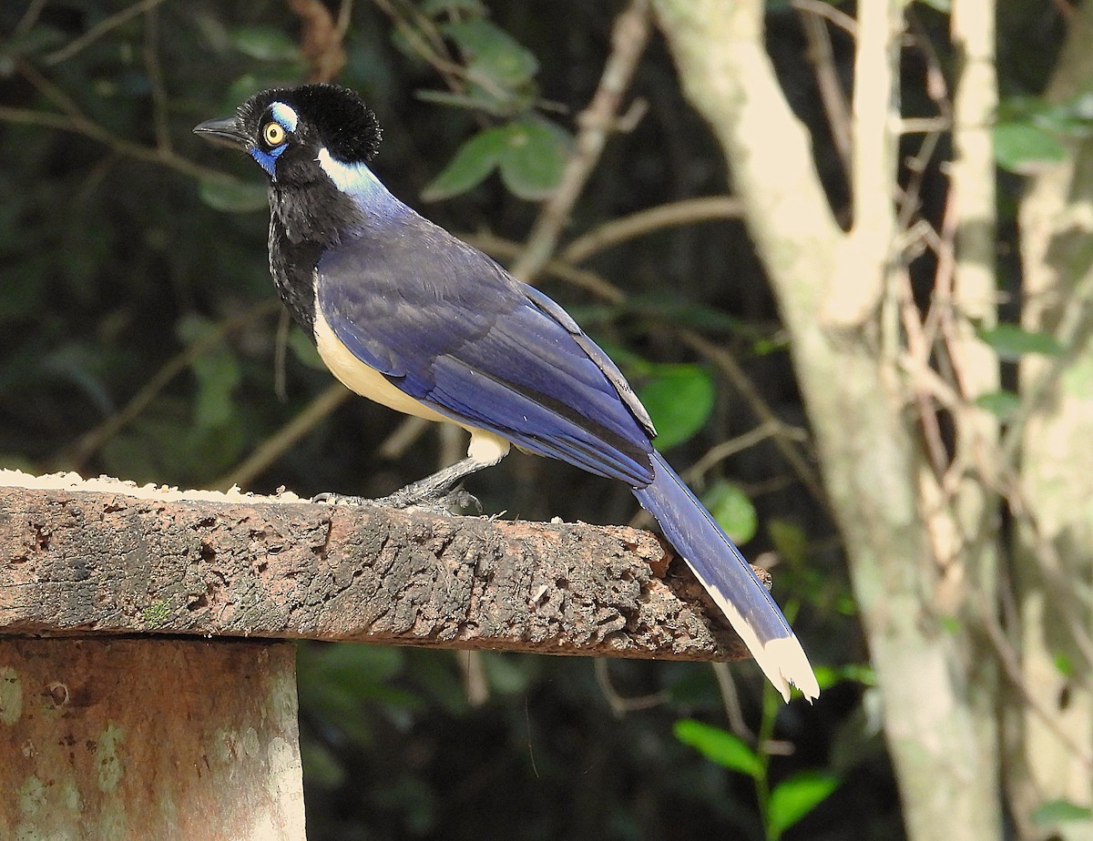 Plush-crested Jay - ML646558647