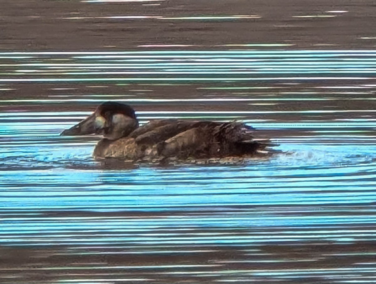 Surf Scoter - ML646558648