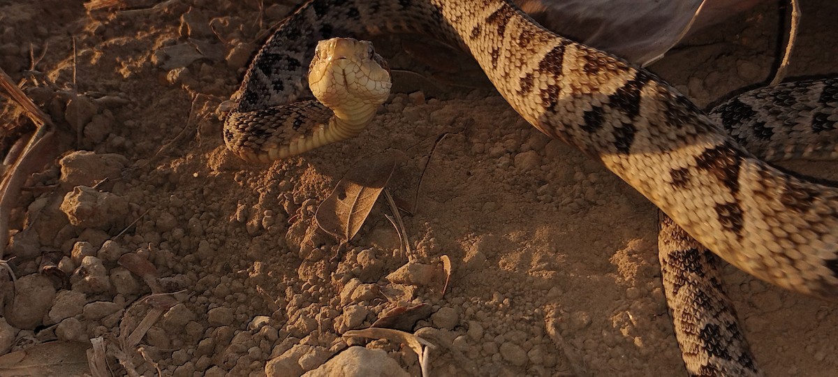 動物界 - ML646558649