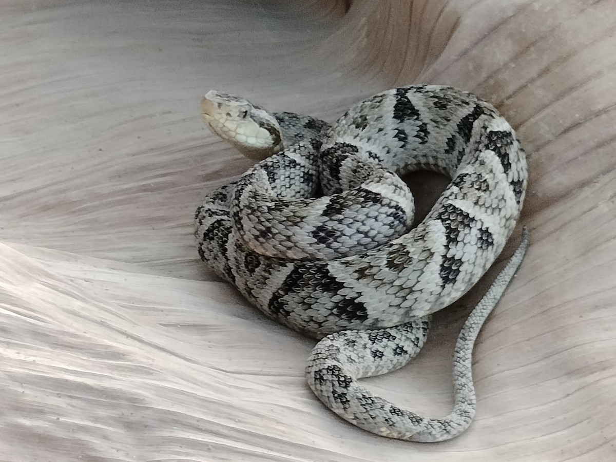 動物界 - ML646558651