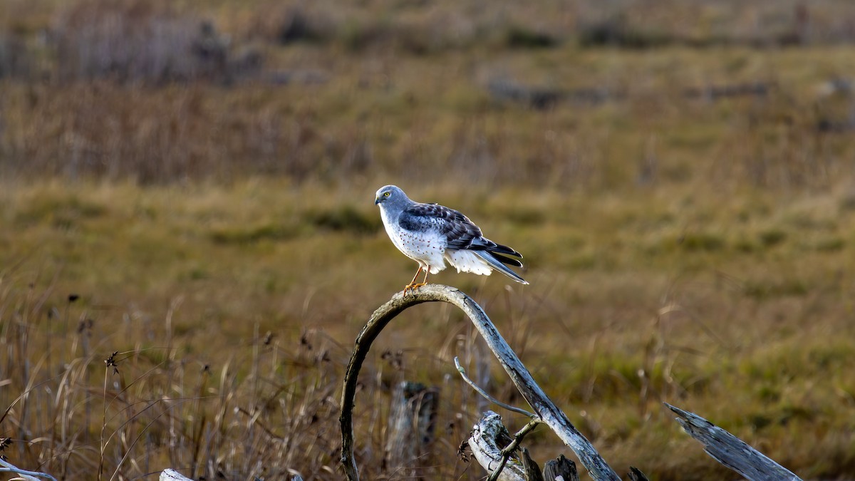 Northern Harrier - ML646558652