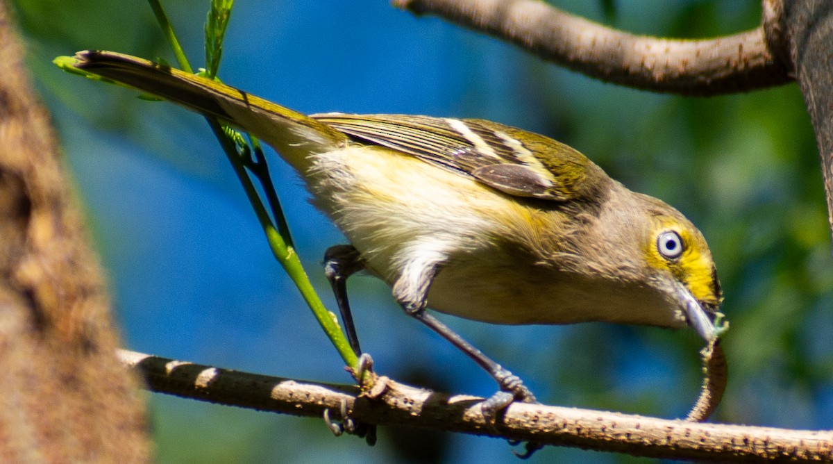 Ak Gözlü Vireo - ML646558653