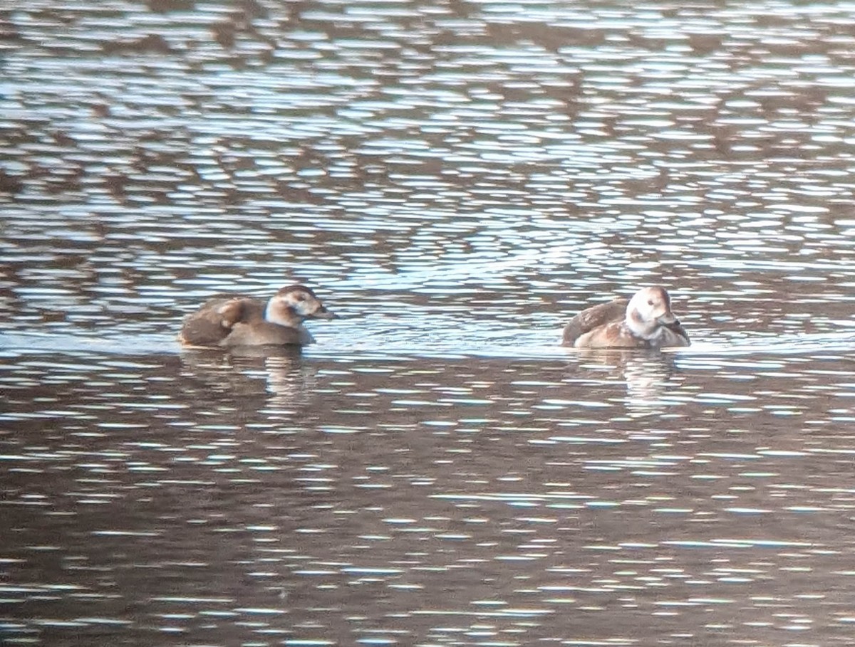 Long-tailed Duck - ML646558655