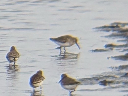 黑腹濱鷸 - ML646558656