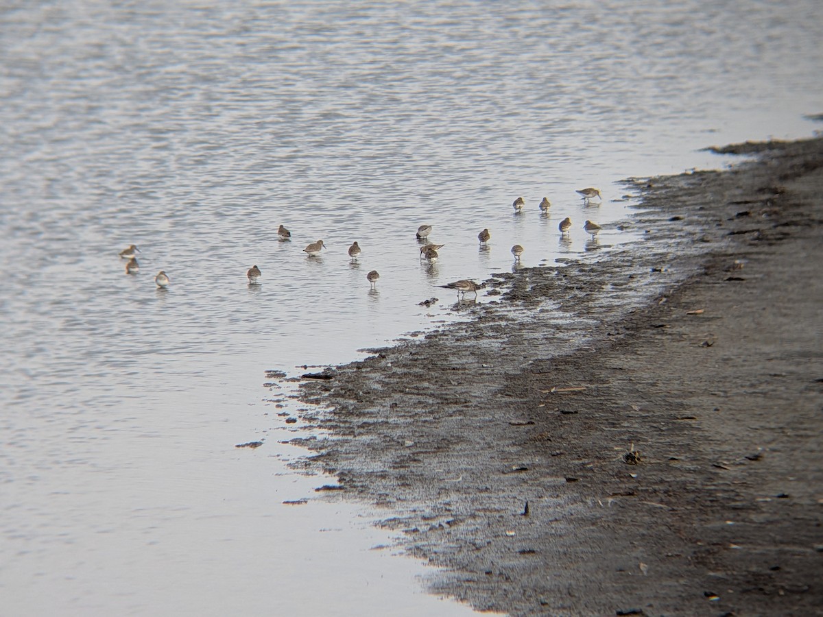 黑腹濱鷸 - ML646558657