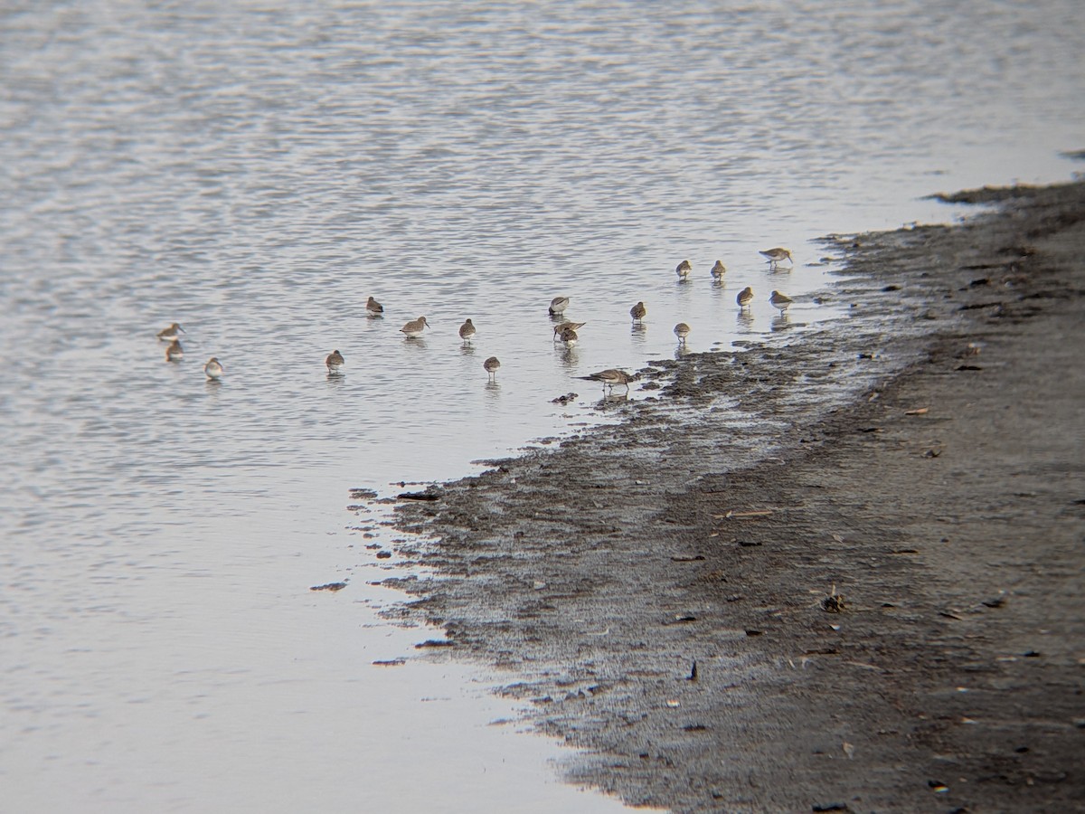 黑腹濱鷸 - ML646558658