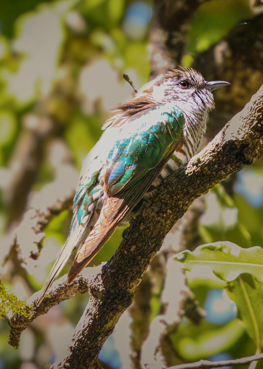 bronsegjøk - ML646558659