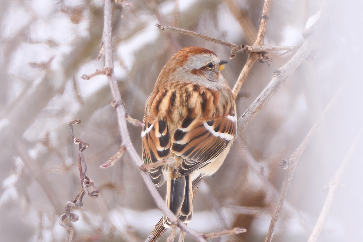 American Tree Sparrow - ML646558662
