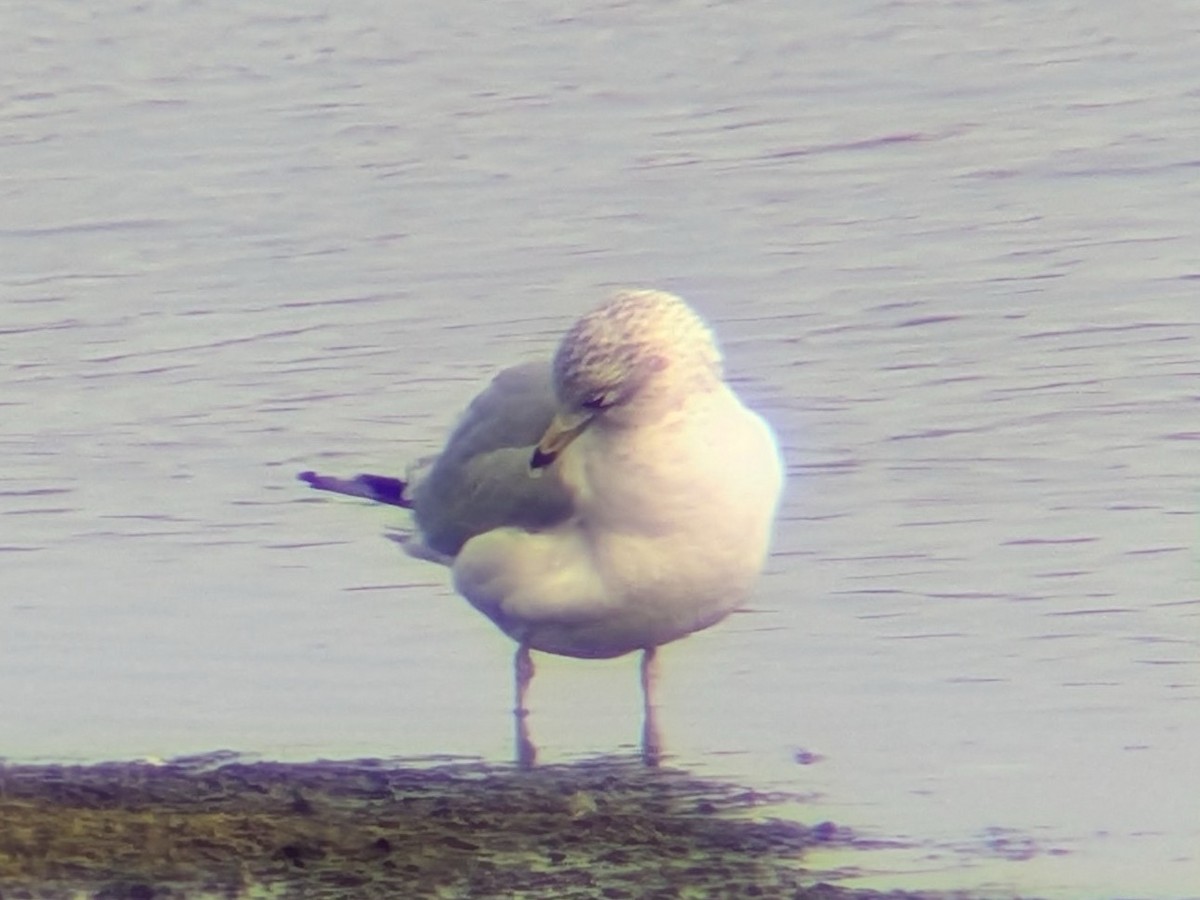 Gaviota de Delaware - ML646558663