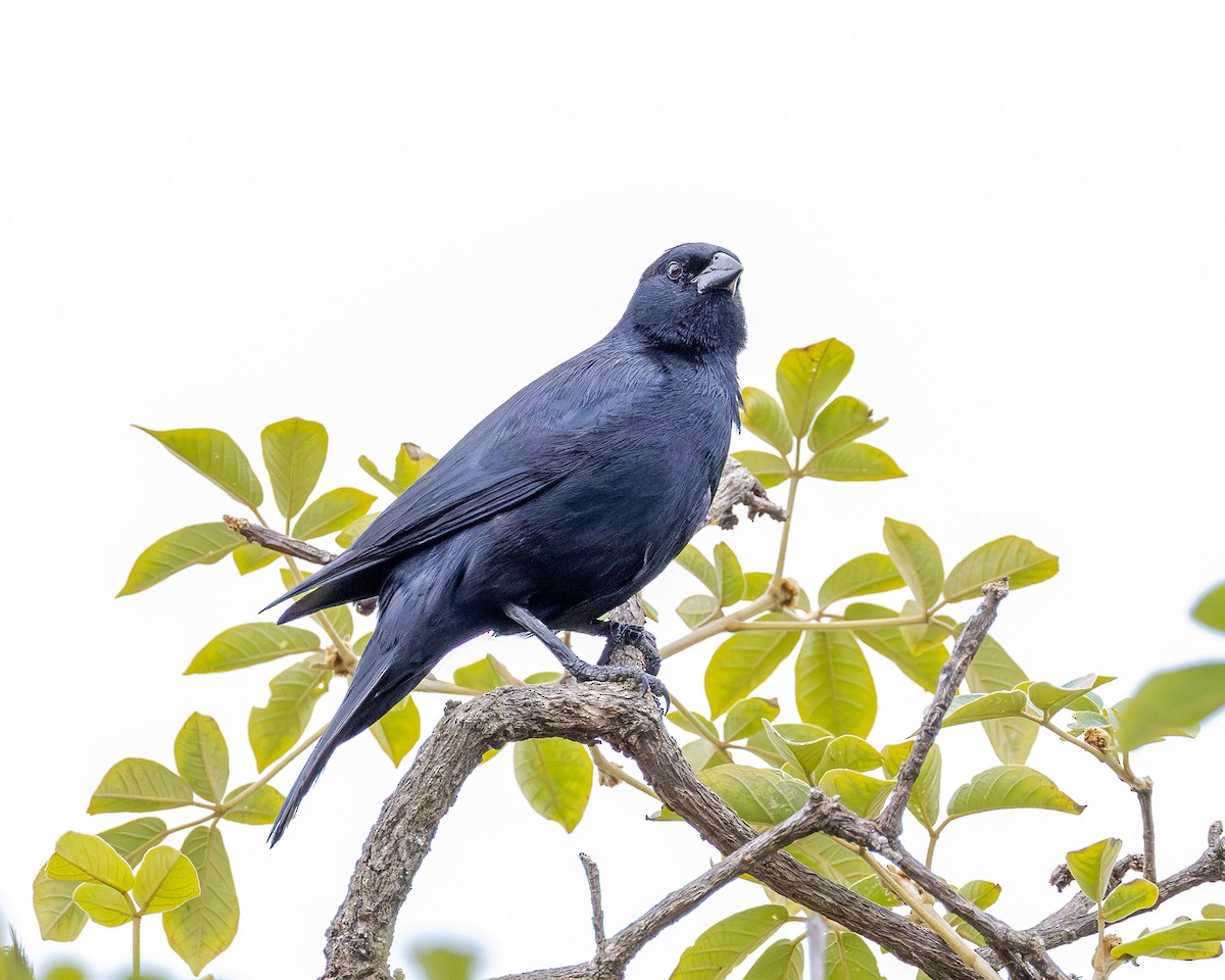 Screaming Cowbird - ML646558665