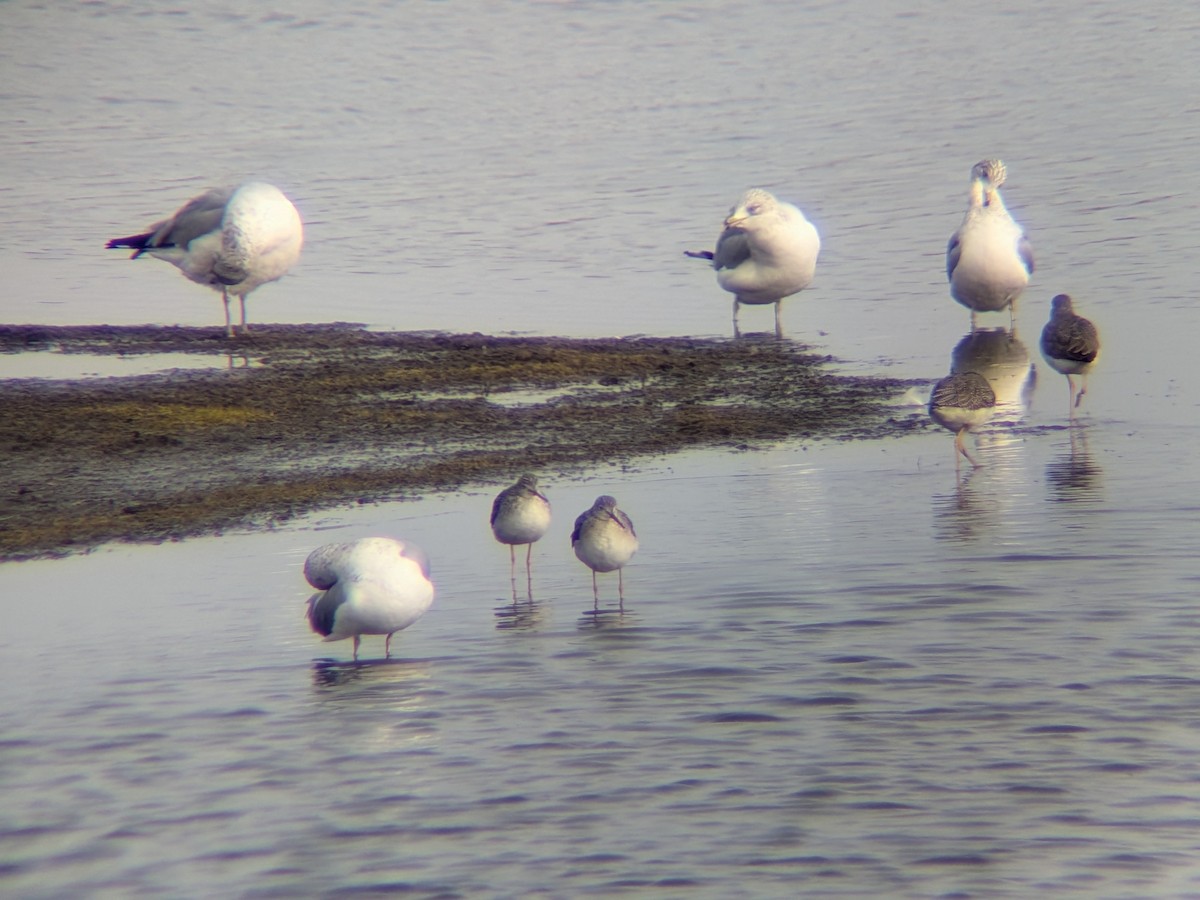 Gaviota de Delaware - ML646558668