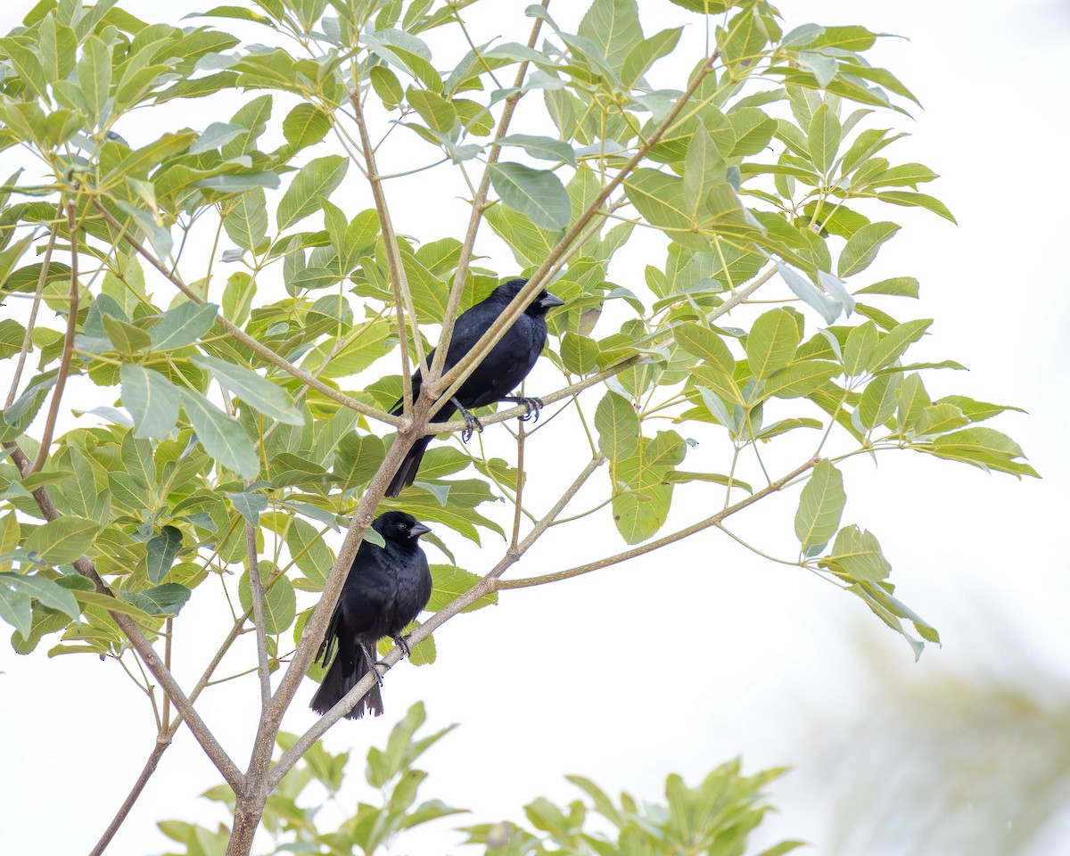 Screaming Cowbird - ML646558669