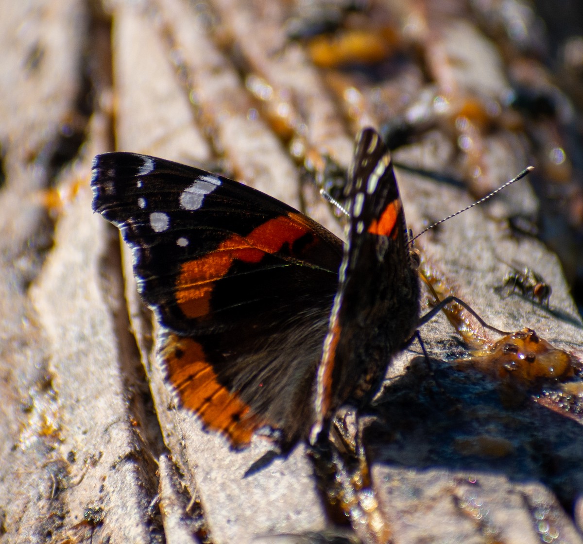 Hayvanlar - ML646558671