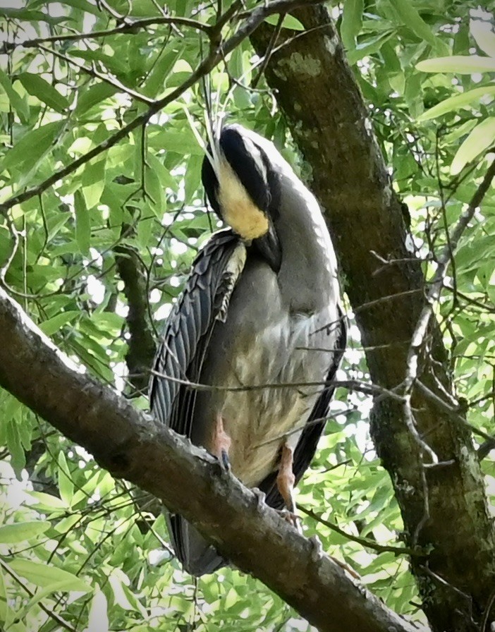 Yellow-crowned Night Heron - ML646558674