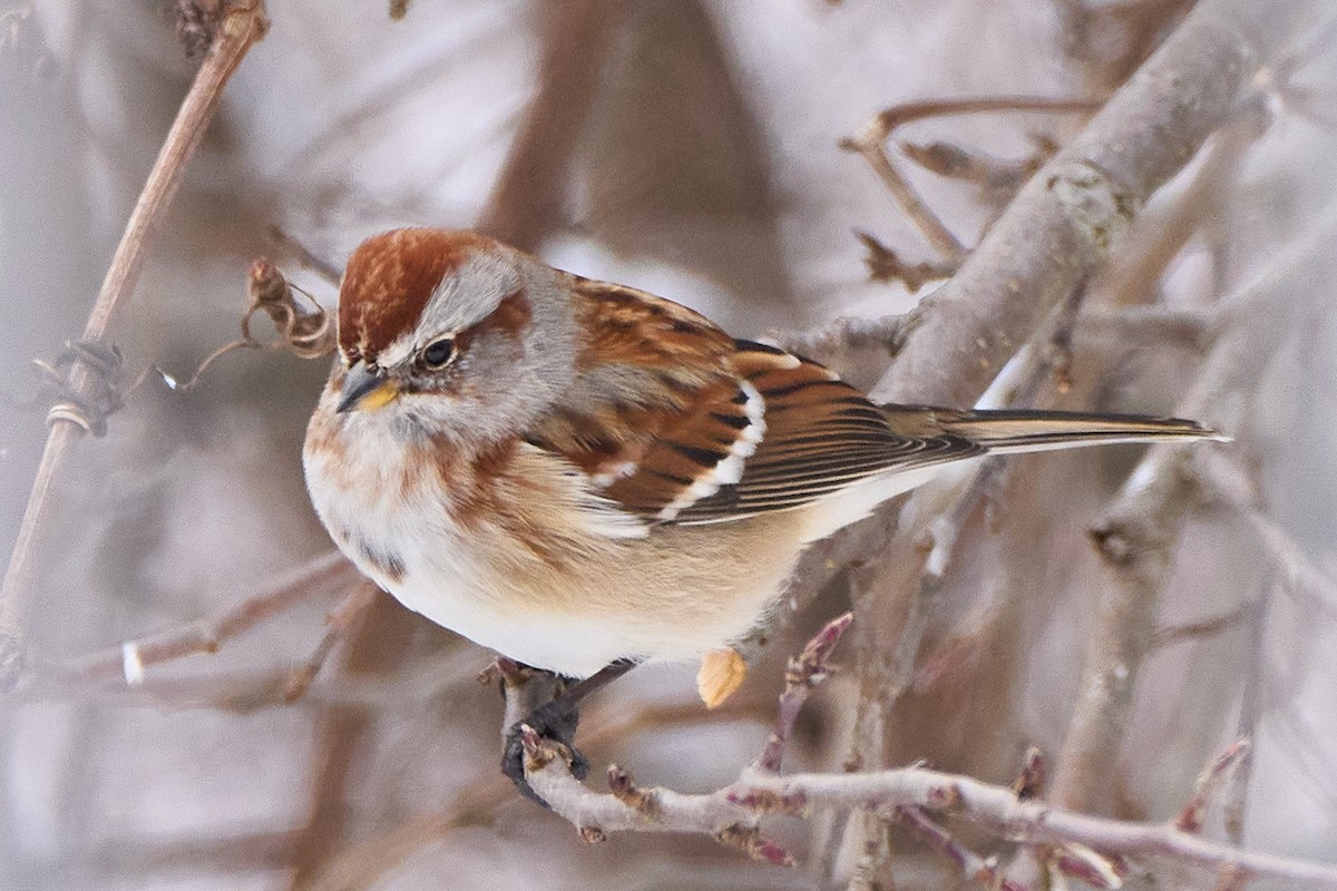 American Tree Sparrow - ML646558675