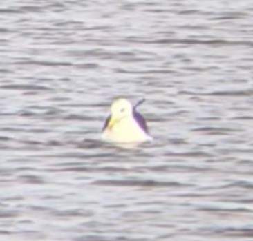 Great Black-backed Gull - ML646558678