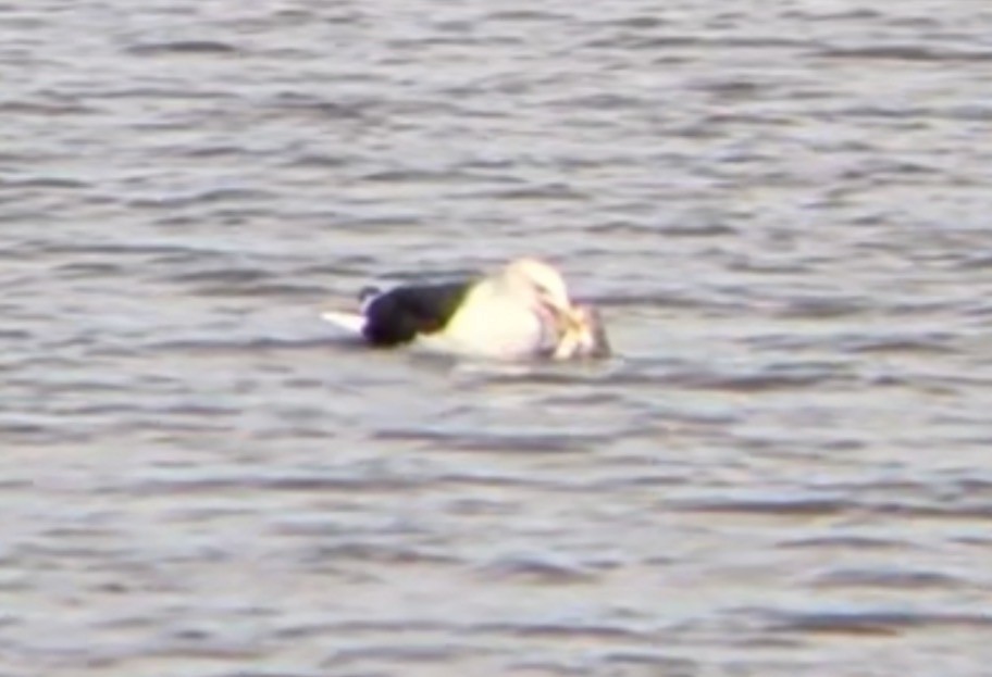 Great Black-backed Gull - ML646558679