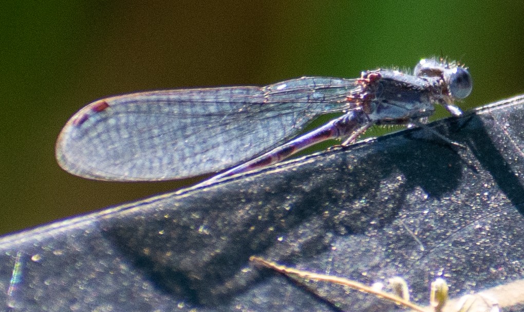 Hayvanlar - ML646558680