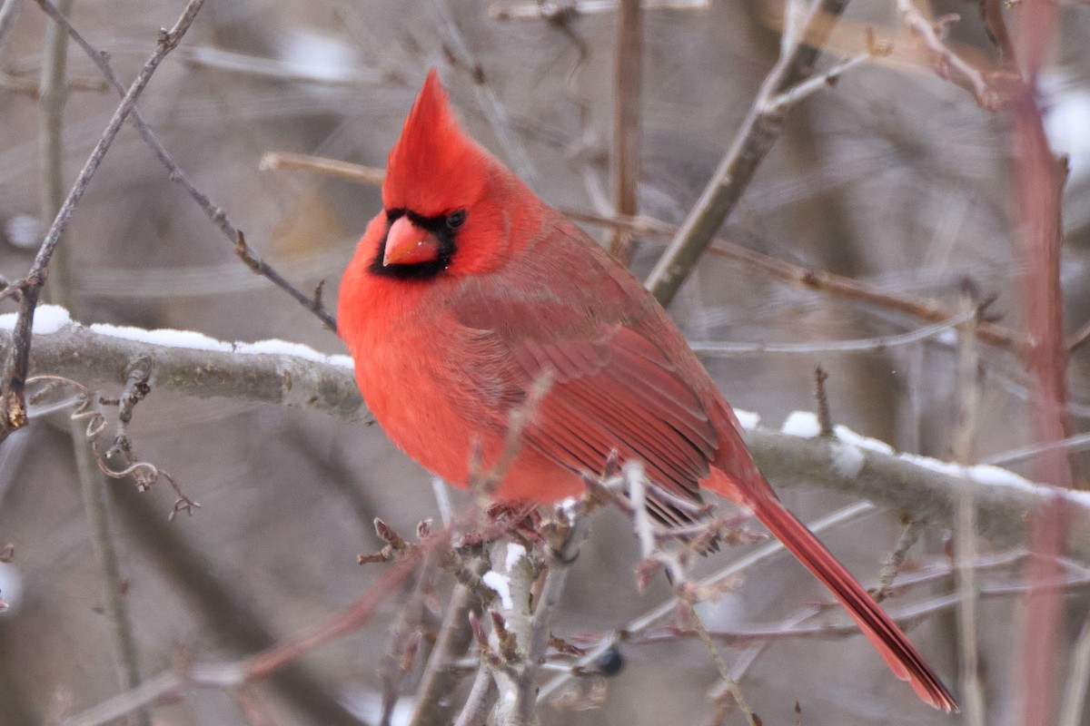 Northern Cardinal - ML646558685