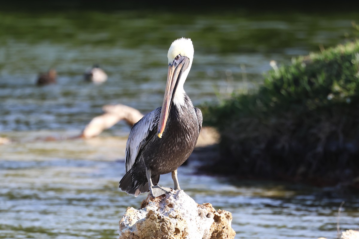 カッショクペリカン - ML646558686