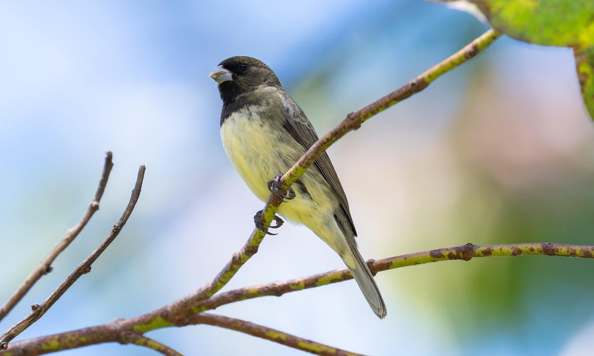 Yellow-bellied Seedeater - ML646558687