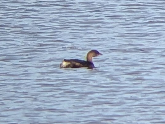 Pied-billed Grebe - ML646558688