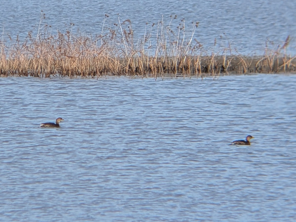 Pied-billed Grebe - ML646558689