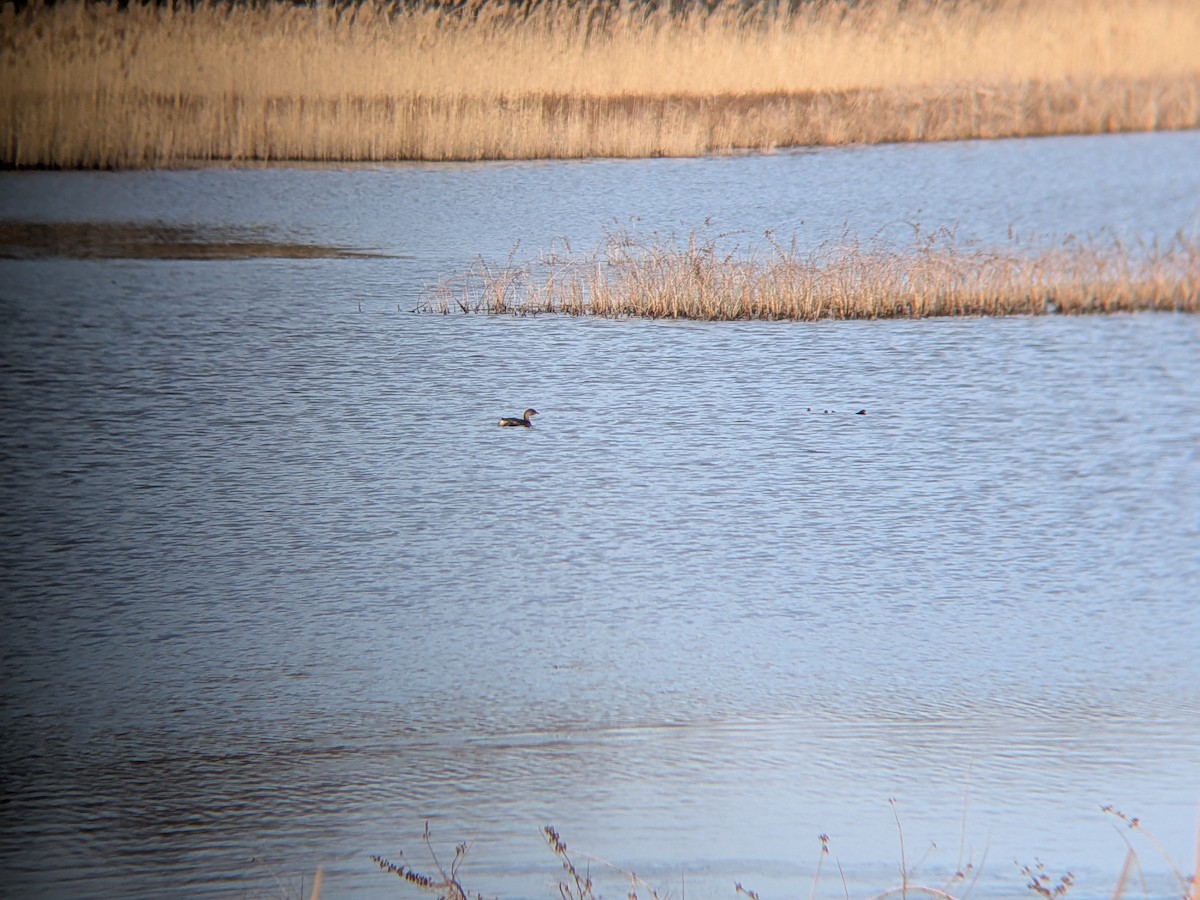 Pied-billed Grebe - ML646558690