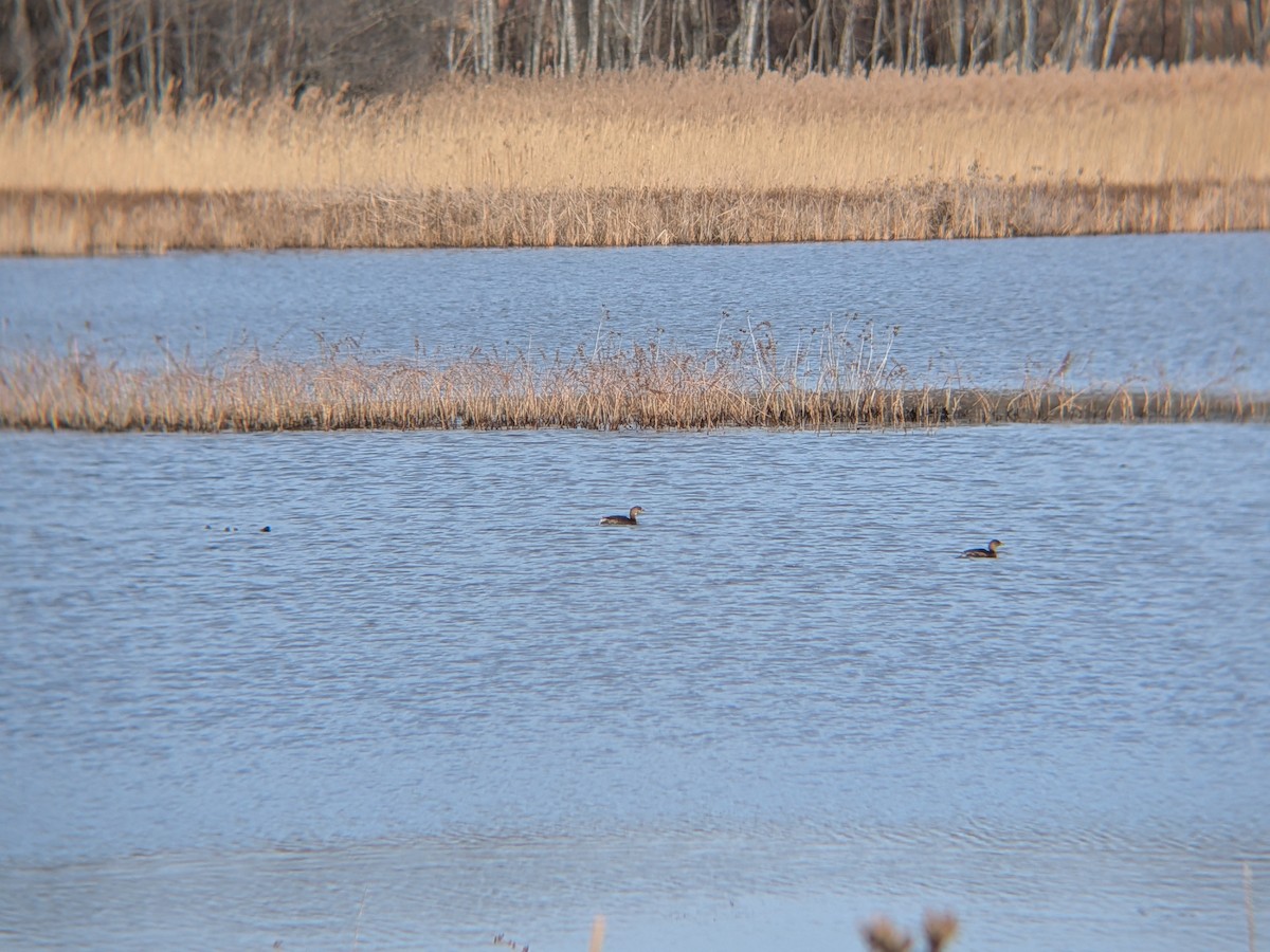 Pied-billed Grebe - ML646558691