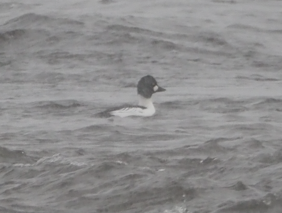 Schellente - ML646558692