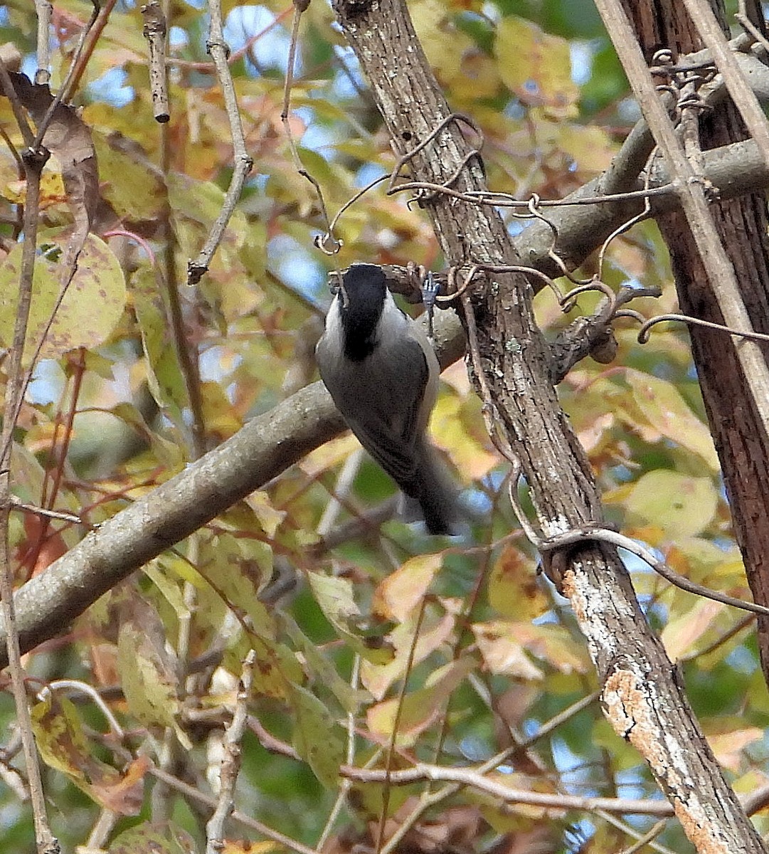 sýkora karolínská - ML646558701