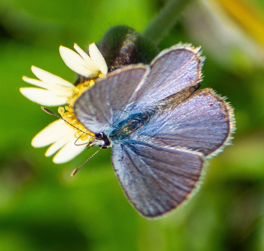 Hayvanlar - ML646558704