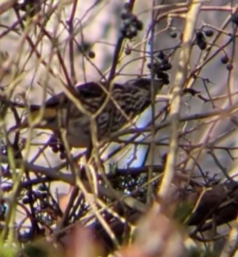 Purple Finch - ML646558705