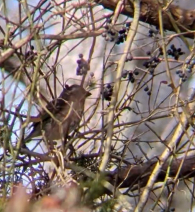 Purple Finch - ML646558706