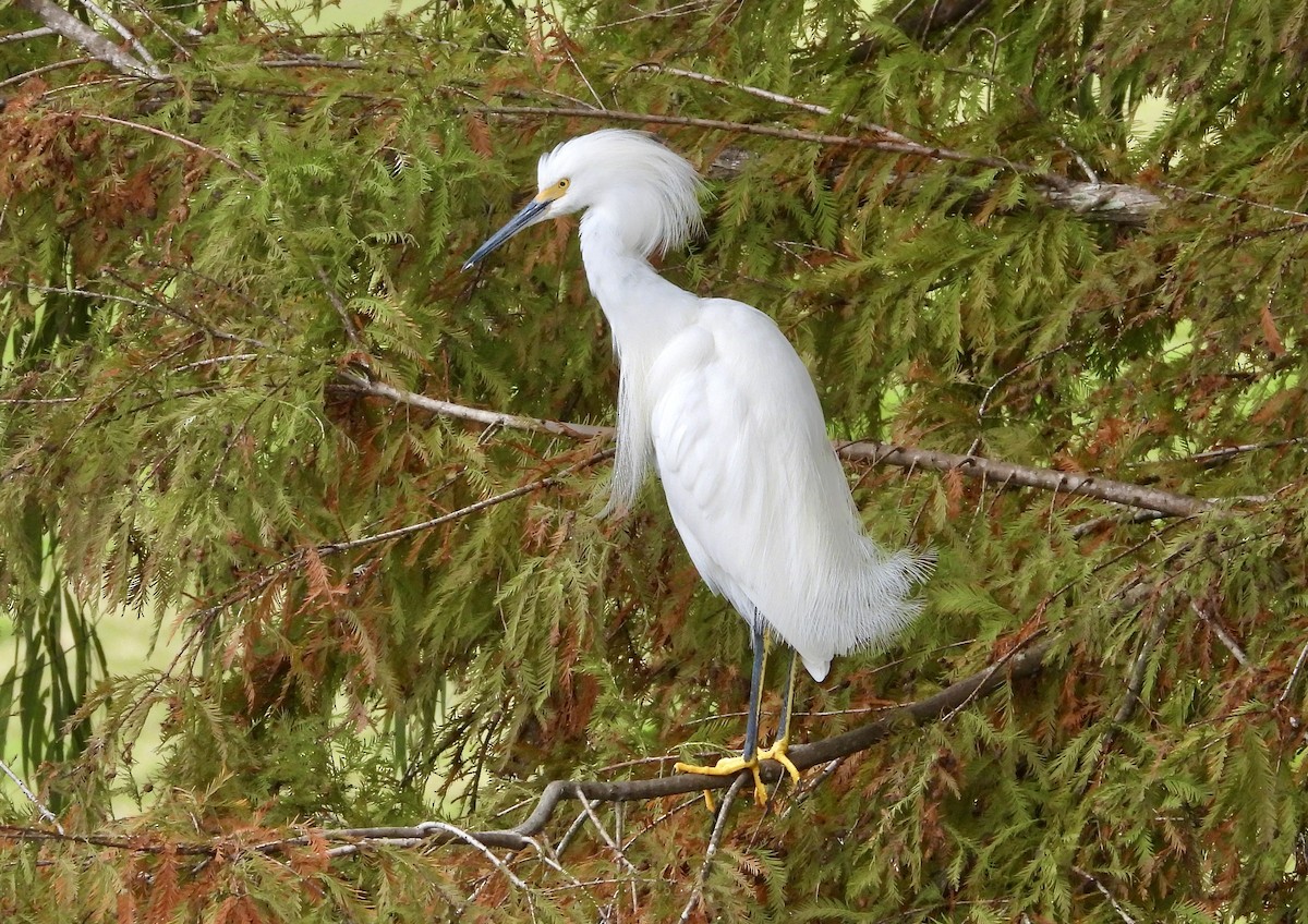 Snowy Egret - ML646558709