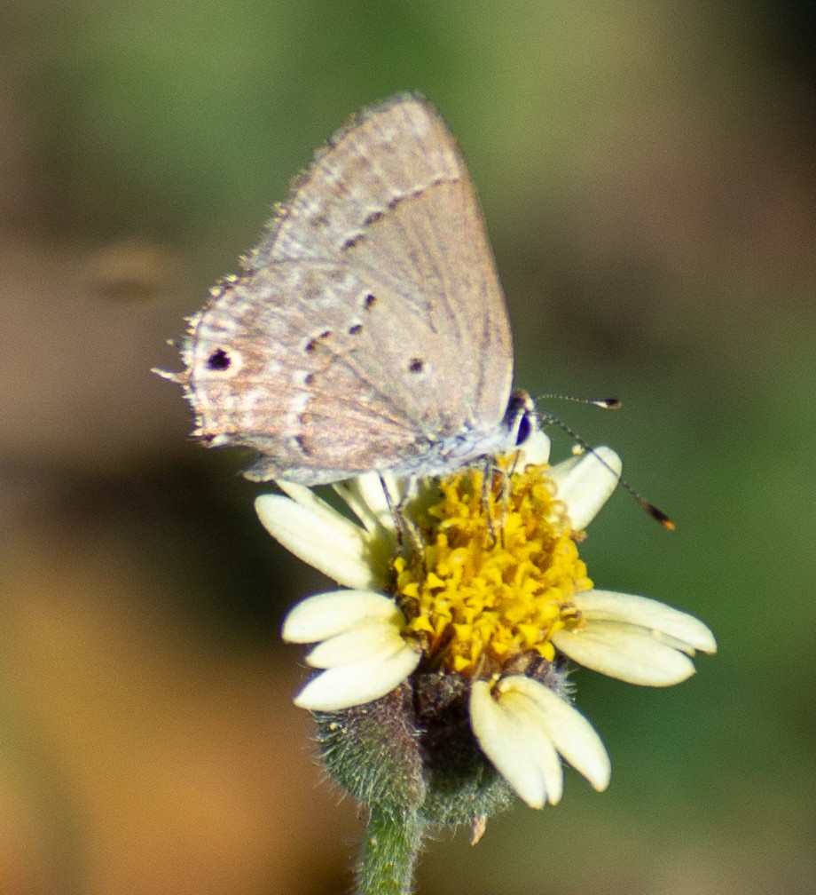 Hayvanlar - ML646558710