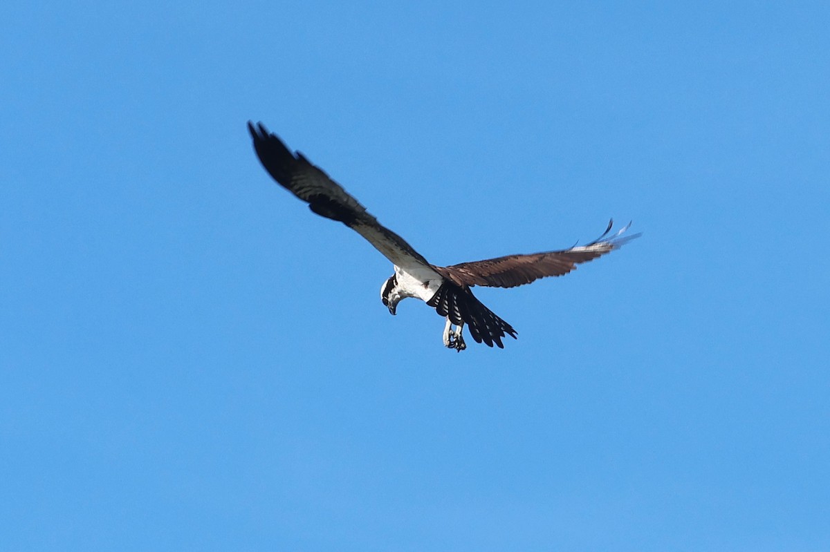 ミサゴ - ML646558711