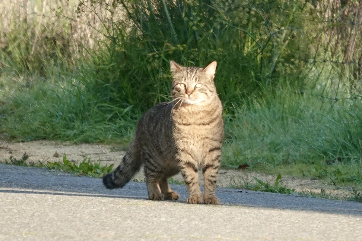 Domestic Cat - ML646558715