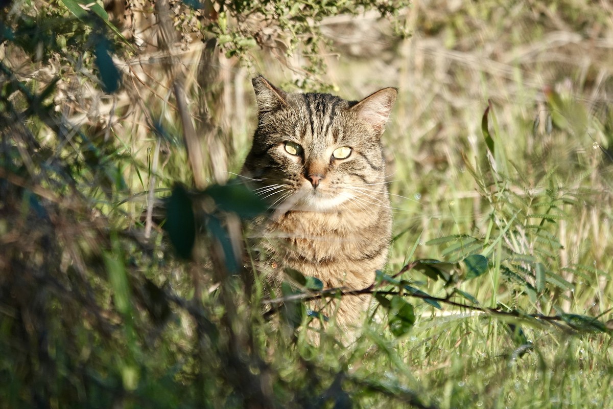 Domestic Cat - ML646558716