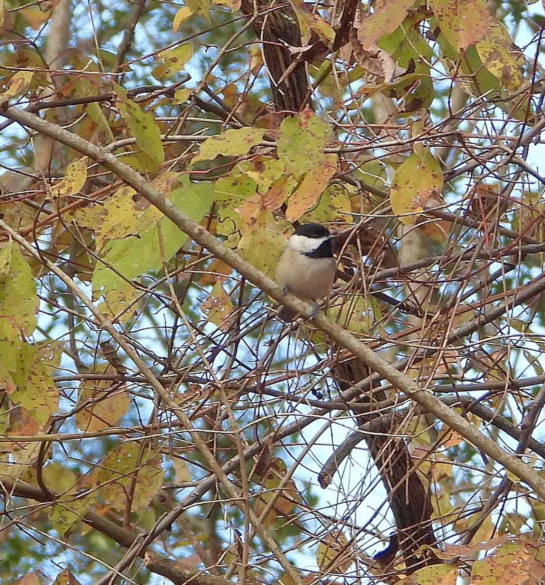 sýkora karolínská - ML646558718