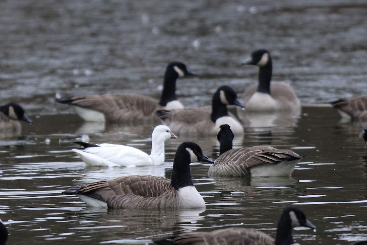 אווז קנדי - ML646558719